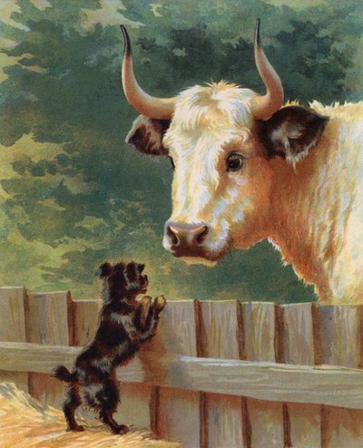 Chiot confrontant un taureau dans une ferme - English School
