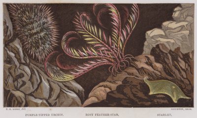 Oursin à pointes violettes, Étoile de mer rose, Étoilelette (lithographie en couleur) - English School