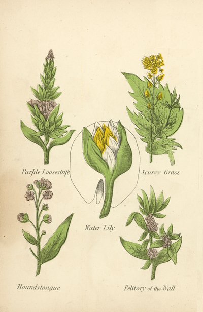 Salicaire, Cochléaire, Nénuphar, Cynoglosse, Pariétaire (lithographie en couleur) - English School