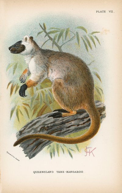 Dendrolague du Queensland - English School