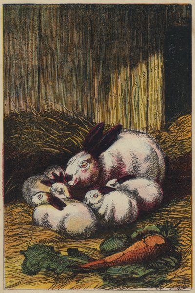 Lapins - English School