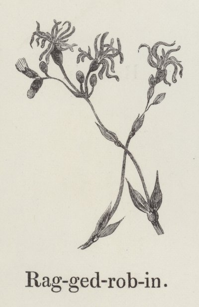 Lychnis - English School