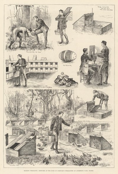 Élevage de faisans, croquis à la faisanderie du duc de Norfolk à Angmering Park, Sussex - English School