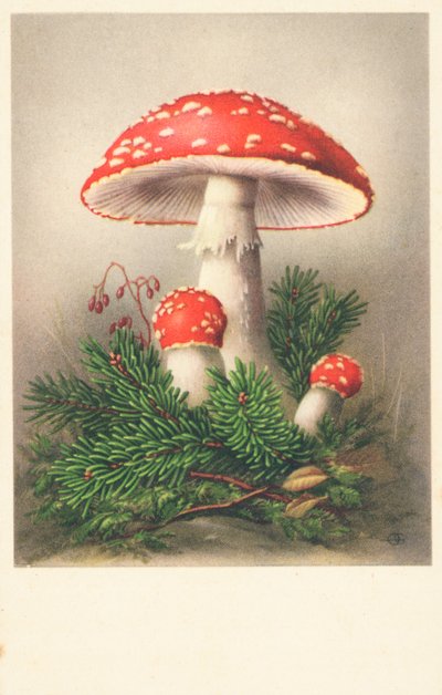 Champignons à chapeau rouge - English School