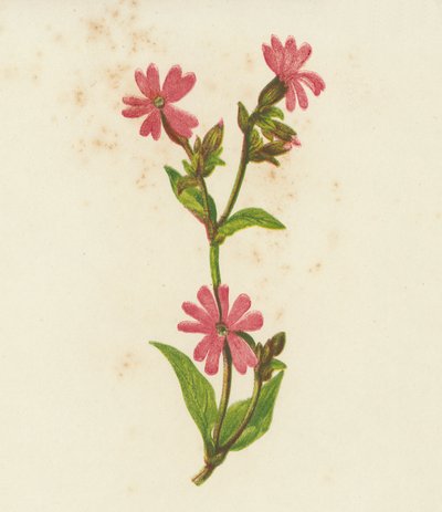 Compagnon rouge, Lychnis Dioica - English School