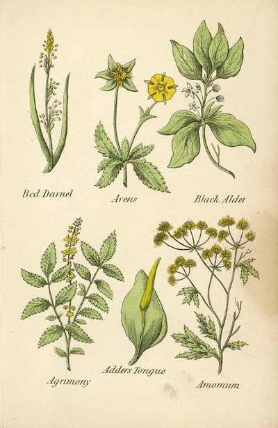 Ivraie, Benoîte, Aulne Noir, Aigremoine, Langue de Serpent, Amome - English School