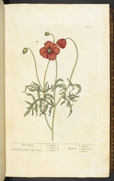 Coquelicot rouge, Planche 2 de 