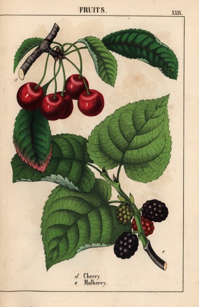 Cerises rouges et mûres, de "The Instructive Picturebook, or Lessons from the Vegetable World," [Charlotte Mary Yonge], Édimbourg - English School