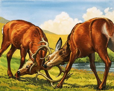Brame du cerf - English School