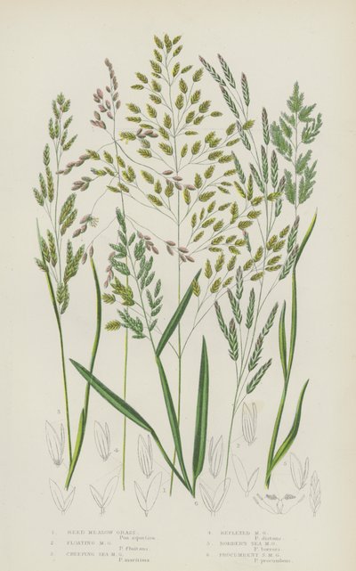 Herbe de prairie à roseaux, herbe de prairie flottante, herbe de prairie rampante, herbe de prairie réfléchie... (lithographie en couleur) - English School