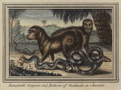 Serpents remarquables et babouins du Guatemala en Amérique - English School