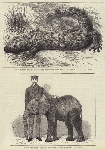 Résidents du zoo de Londres - English School