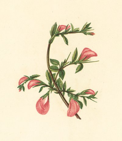 Bugrane Rampante, Ononis Arvensis - English School