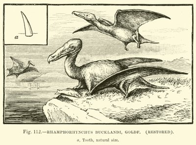 Rhamphorhynchus Bucklandi, Goldf, restauré - English School