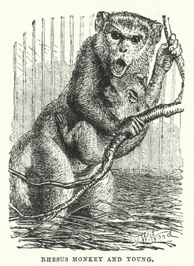 Singe rhésus et son petit - English School