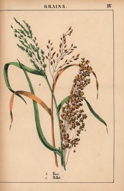 Riz et millet, de 