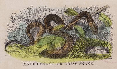 Serpent annele ou couleuvre - English School