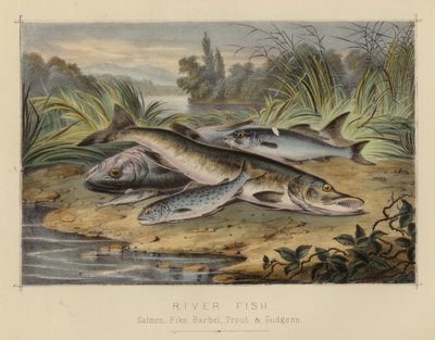 Poissons de rivière - English School
