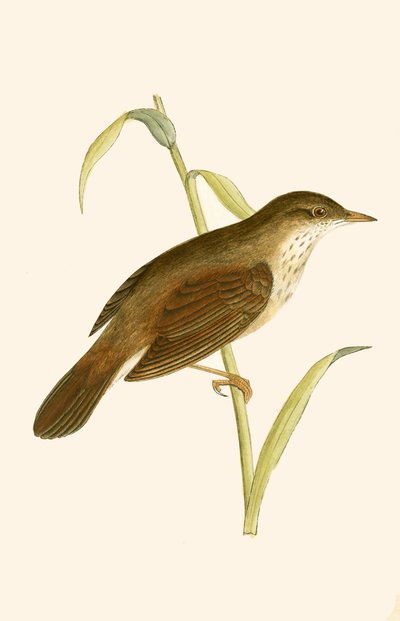Locustelle fluviatile, illustration de 