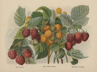 Rivers Hornet, Sweet Yellow Antwerp, Baumforths Seedling - English School