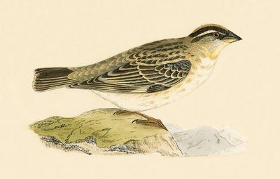 Moineau rocher, illustration de 