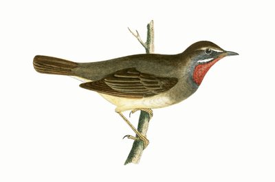 Paruline à gorge rubis, illustration de 