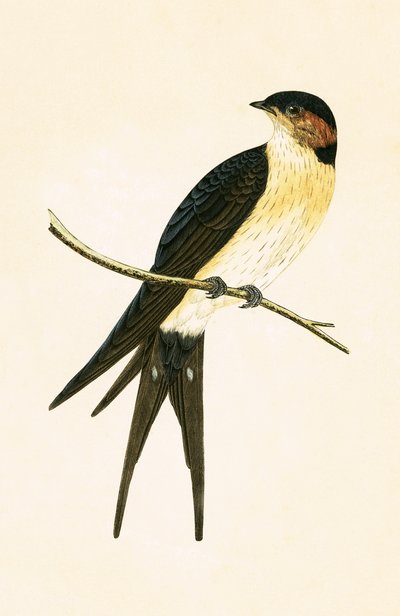 Hirondelle rousse, illustration tirée de 