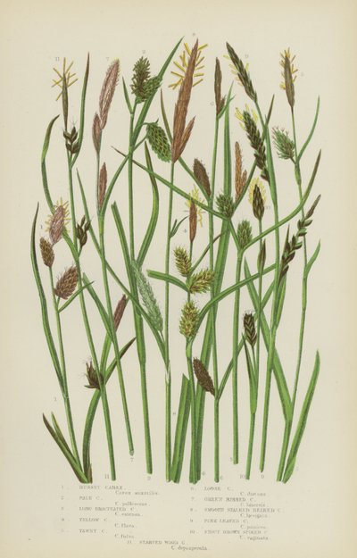 Carex roux, carex pâle, carex à longues bractées, carex jaune, carex fauve, carex lâche... (lithographie en couleur) - English School