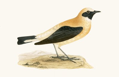 Traquet isabelle, illustration de 