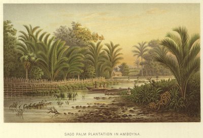 Plantation de palmiers sagoutiers à Amboyna - English School