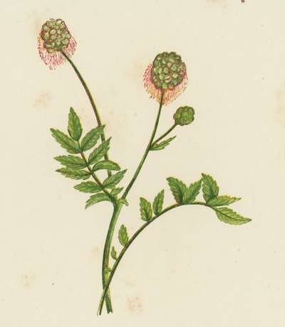Pimprenelle, Poterium Sanguisorba - English School