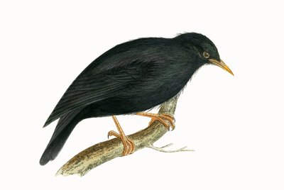 Étourneau sarde, illustration tirée de 