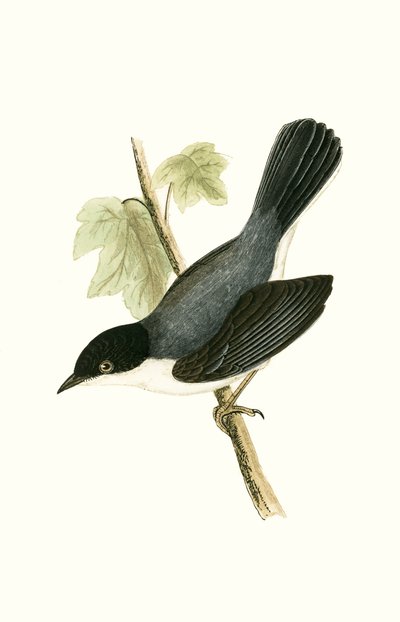 Fauvette sarde, illustration de 