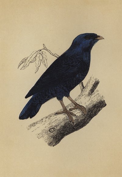 Oiseau satin (lithographie en couleur) - English School