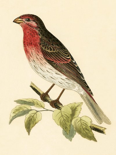Bouvreuil écarlate, illustration de 