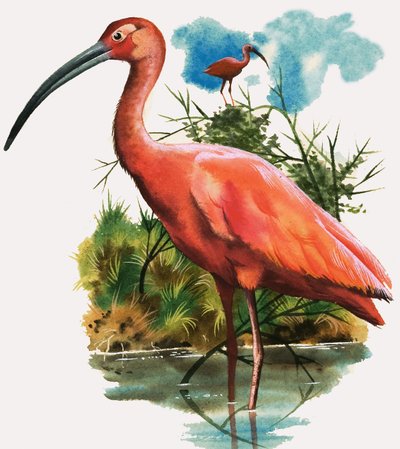 Ibis Rouge - English School