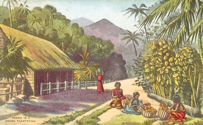 Scène dans une plantation de cacao - English School