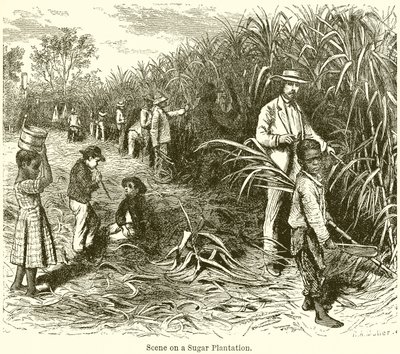 Scène sur une plantation de sucre - English School