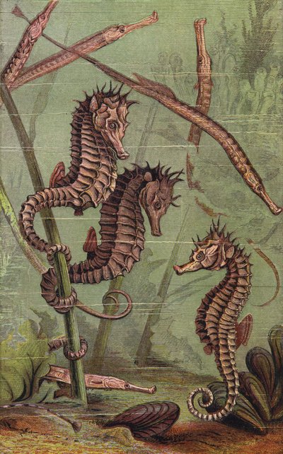 Hippocampes et poissons-tuyaux - English School