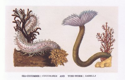 Concombre de mer et ver tubicole, Nature en Grande-Bretagne publiée par Collins - English School