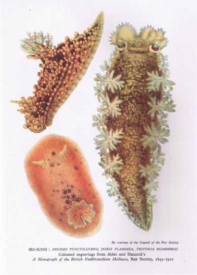 Limaces de mer, Nature en Grande-Bretagne publiée par Collins - English School