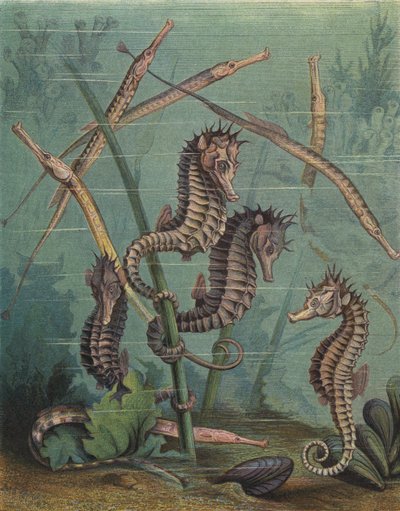 Hippocampes et syngnathes - English School
