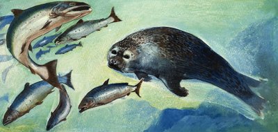 Phoque et poisson - English School