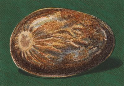 Galet de bord de mer - English School