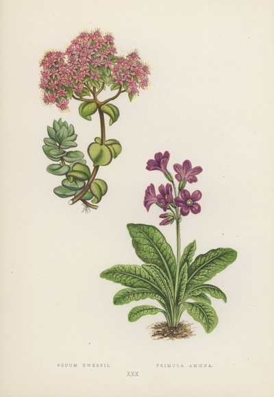 Sedum Ewersii; Primula Amoena (lithographie en couleur) - English School