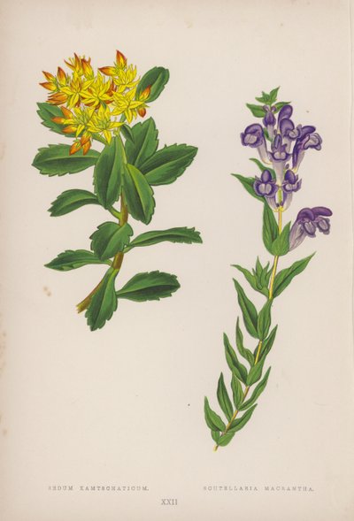 Sedum Kamtschaticum; Scutellaria Macrantha (lithographie en couleur) - English School