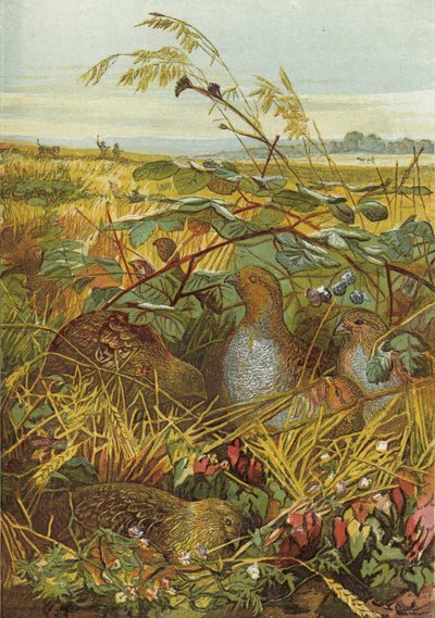 Septembre et octobre, oiseaux de gibier - English School