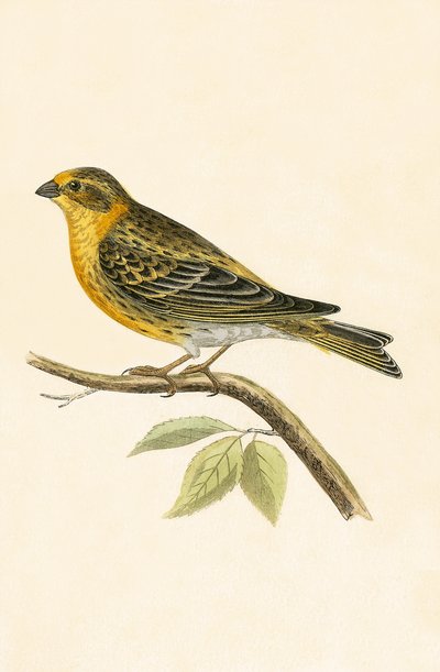 Serin, illustration de 