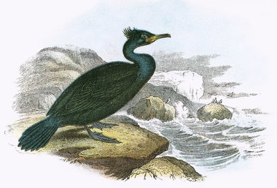 Cormoran huppé - English School