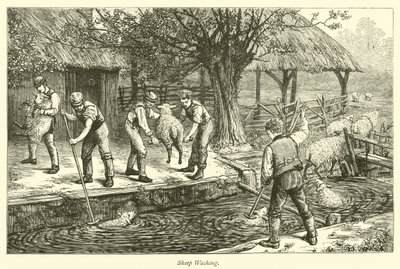 Lavage des moutons - English School